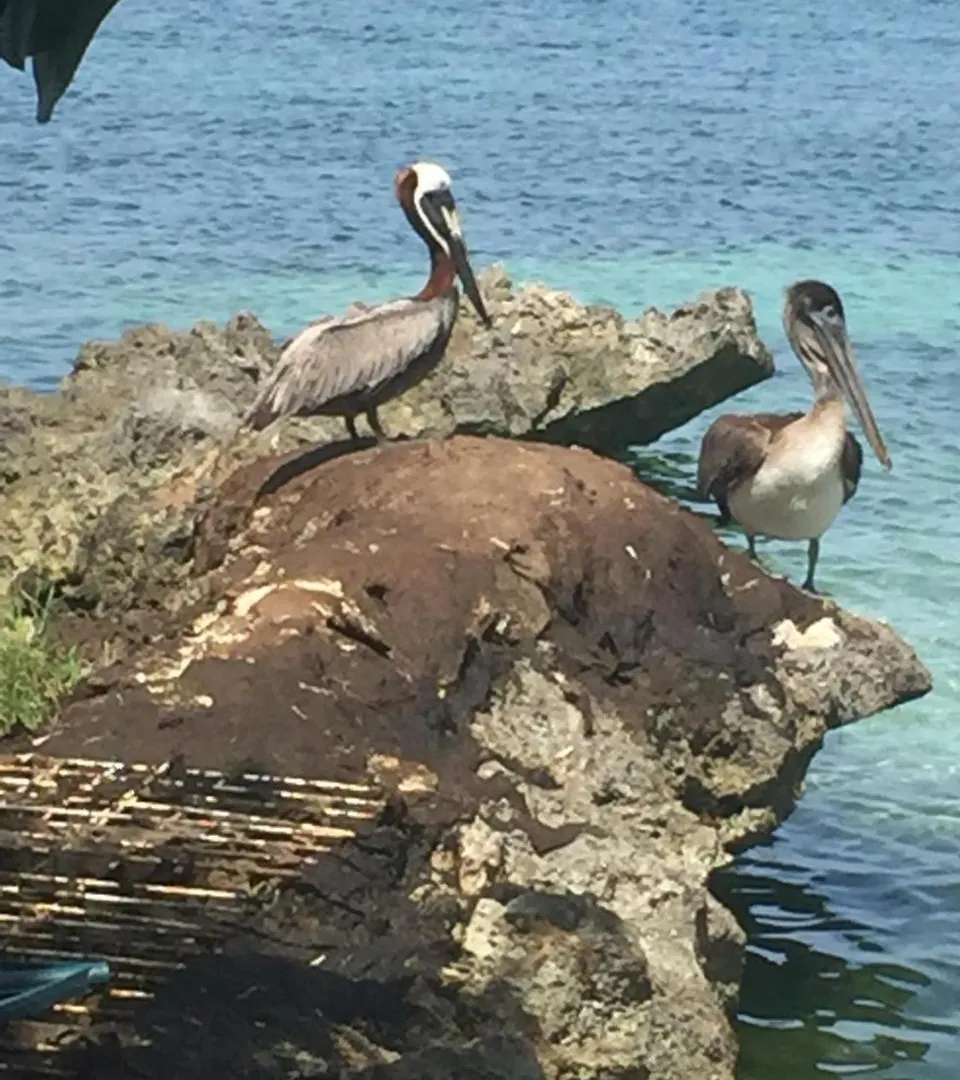 1 Bed Condo Ocean View Negril